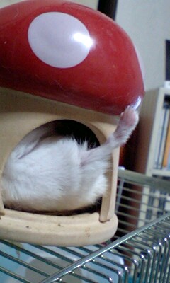 きみちゃん？？