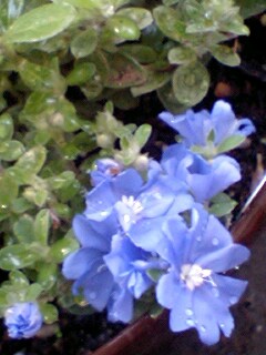 ブルーコーラル