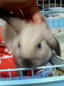 はじめましてのりん２