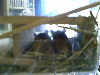 チュ～チュ～ズ