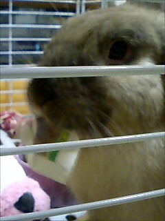 もしゃもしゃりん