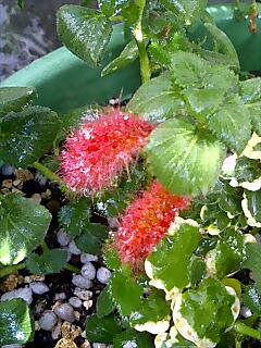 キャットテール