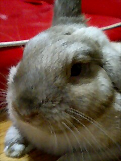 アップのりん２