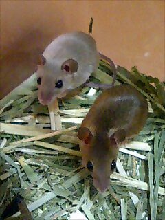 ピグミーマウス２