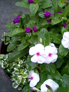 センニチコウ・日日草・プミラ