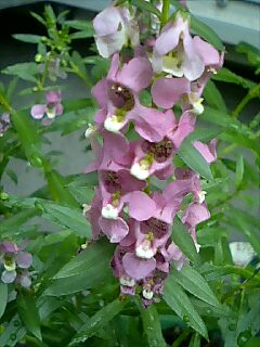 エンジェルラベンダー