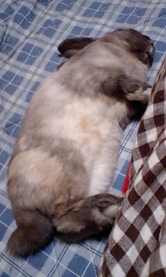 ごろりんちょ♪