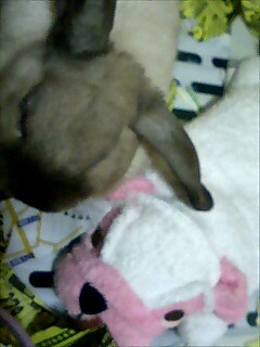 りんとパグどん