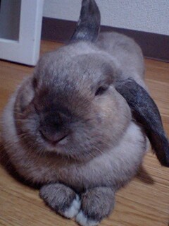 ほんとは・・・