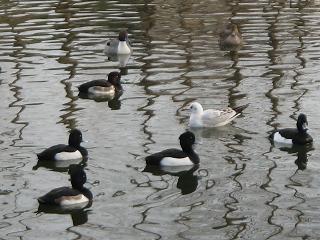 別所沼３
