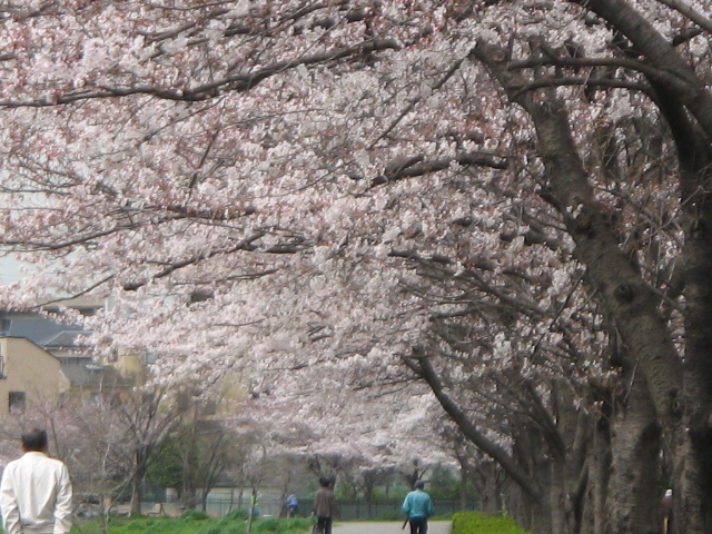 桜並木