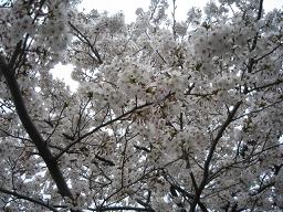 桜２