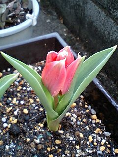 ミニチューリップ