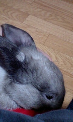 りんとまったり２