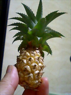 ミニミニパイン２