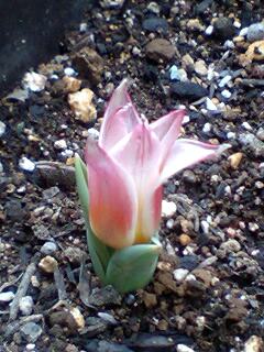 ミニチューリップ２