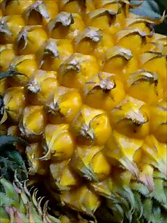 スナックパイン２