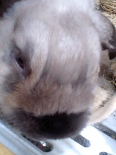 りんのまだら顔