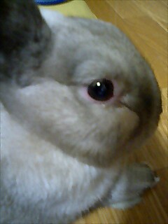 おすましりん２