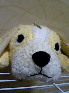 ミニチュアダックス君