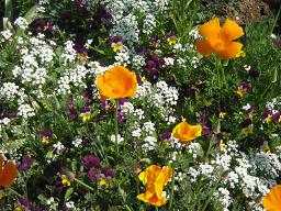 いろんなお花２