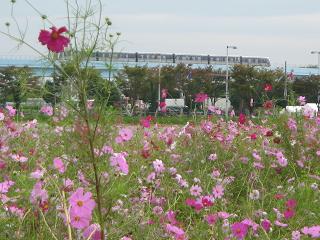 コスモス畑