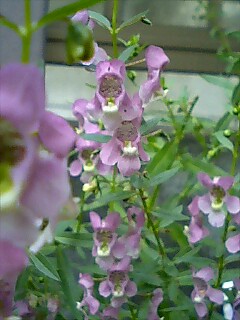 エンジェルラベンダー