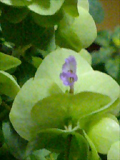 オレガノ？の花