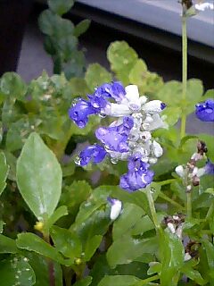 イングリッシュラベンダー