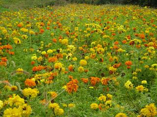 マリーゴールド？