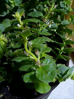 ブルーカーペット