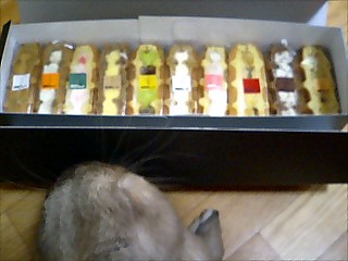 危うし！ワッフル！！