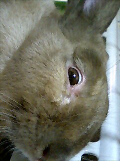 りん、頑張れ！