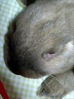 オオサンショウウオ？