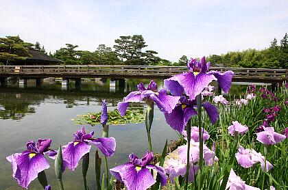 日本庭園　（２００５年６月）