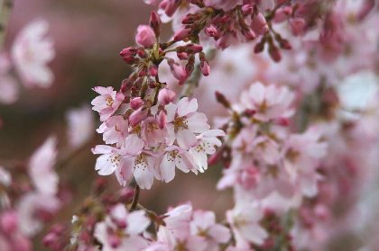 枝垂れ桜