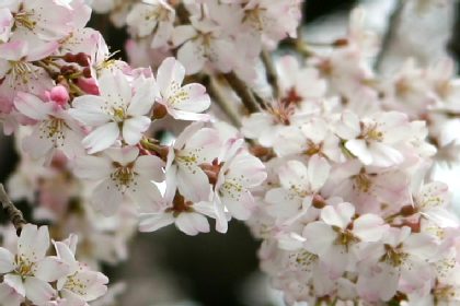 枝垂れ桜　アップ