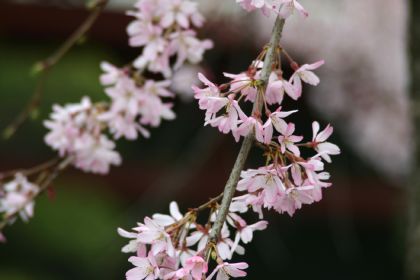 枝垂れ桜