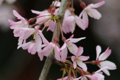 枝垂れ桜　アップ