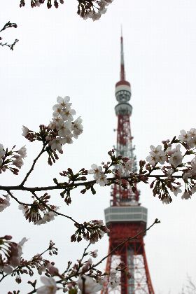 ソメイヨシノと東京タワー