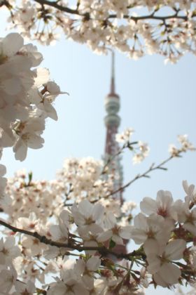 去年の桜と東京タワー