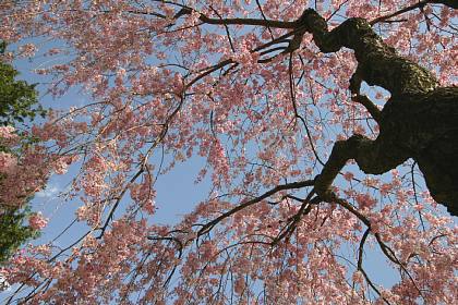 八重咲き　枝垂れ桜