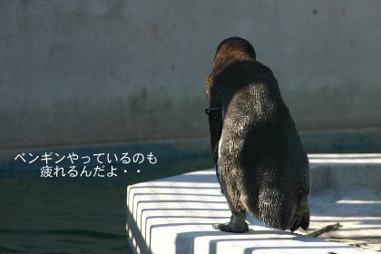 ペンギン　お疲れ