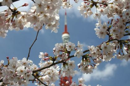 東京タワーと桜