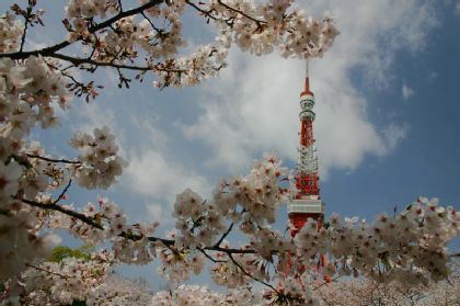 東京タワーと桜　増上寺