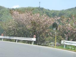 山林に咲く八重桜