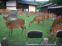 バス停すぐ裏の鹿たち