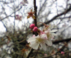 不断桜２　（大原・実光院）