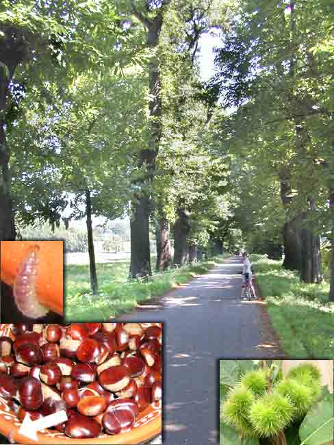 栗を二人で拾い集めた
