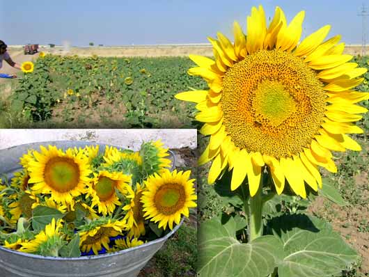 全部枯れ乾燥して真っ黒
